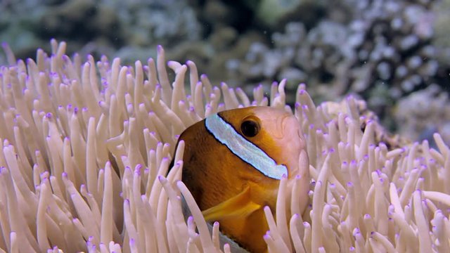 Clark&rsquo;s anemonefish (Amphiprion clarkii) peeking out of its host anemone, WAKATOBI, Indonesia , slow motion