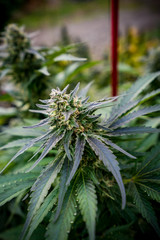 Cannabis Live Plant - Strain: Blue Widow