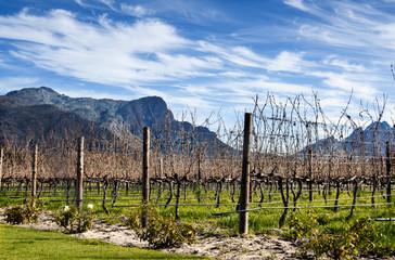 Obraz premium Franschoek Vineyards