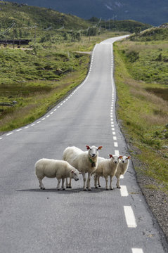 Moutons sur la route