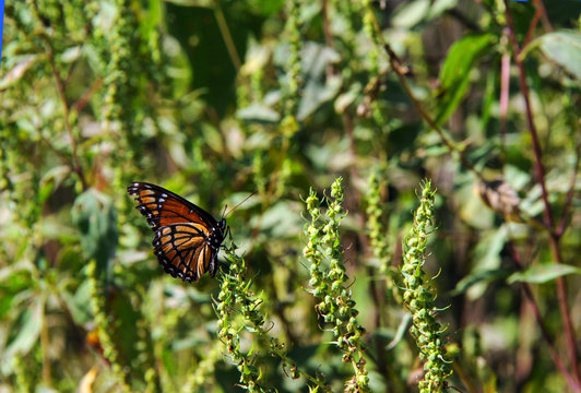 Monarch Enjoys Black Bayou Lake National Wildlife Refuge