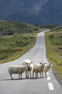 Moutons sur la route