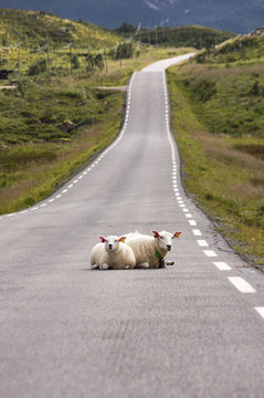 Moutons sur la route