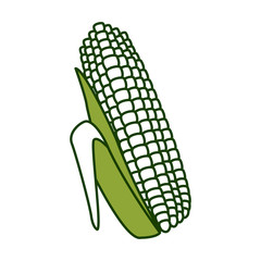 Fresh corn isolated icon vector illustration graphic design