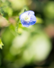 Fiore