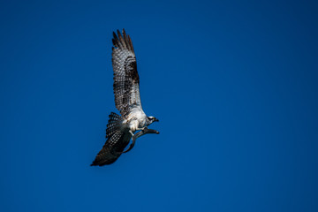OSPREY WITH LAMPRAY IN TALONS IN FLIGHT OREGON COAST