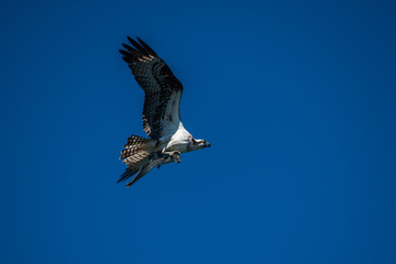 OSPREY IN FLIGHT WITH CAPTURED LAMPRAY OREGON COAST