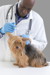 Vet giving an injection to a Yorkshire terrier in front of white a background