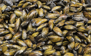 Background of edible raw shellfish shells on the market shelves