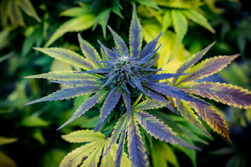 Cannabis Live Flower - Strain: Gateway Kush