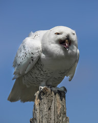 Snowy Owl