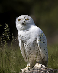 Fototapeta premium Snowy Owl