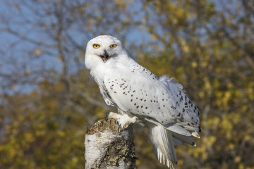 Fototapeta premium Snowy Owl