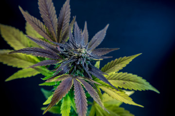 Cannabis Live Flower - Strain: Gateway Kush