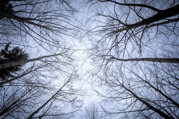 Fototapeta na wymiar some leafless trees in the sky