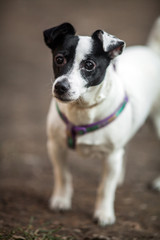 Adorable small size Dog, in black and White Colors,  close up portrait