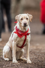 Adorable Purebred Labrador Retriever