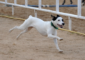dog running