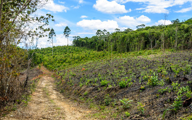 Fototapeta na wymiar A dirt road in the eucalyptus production forest in Minas Gerais , Brazil.