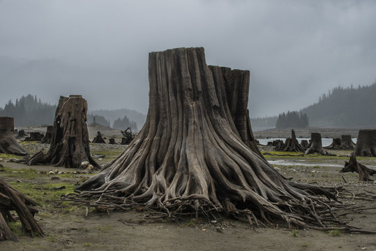 Tree stumps on field against sky