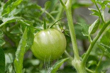 unripe green cherry tomatoes on the plant
