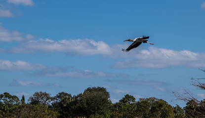 Beautiful Australian Ibis in flight over trees