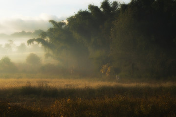 Fototapeta premium Impressionism landscape