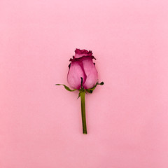 Fototapeta premium Rose flower Top view Rose on a short stem is lying on a pink background Flat lay photo mockup with empty space for text