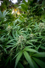 Cannabis Live Plant - Strain: LSD