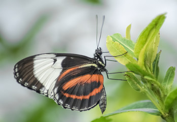 Fototapeta na wymiar Bunter Schmetterling