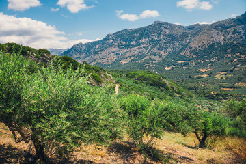 Naklejka premium Olive fields on Crete Island in Greece, Cretan landscape
