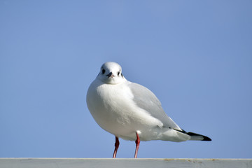 Obraz premium ゆりかもめ