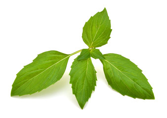 An isolated herbal basil on white