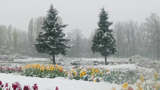 Multicolored tulips in the park are covered with snow