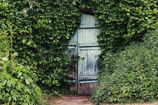 A vintage door with is ivy covered.
