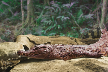 Alligator Resting on a Boulder