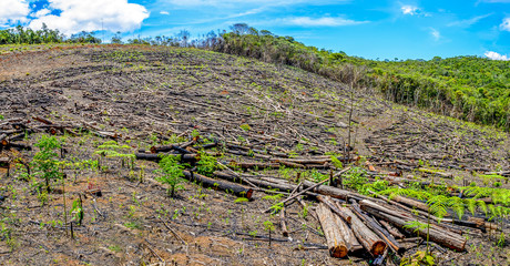Wiped tree in the eucalyptus production forest. Minas Gerais , Brazil.