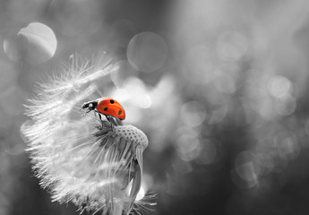 Small Red Ladybug on the background of gray without colors 