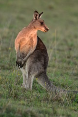 Kangaroo at sunset
