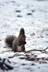 雪の上で木の実を食べるエゾリス