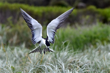 Sooty tern hovering over its breeding ground at Lord Howe Island