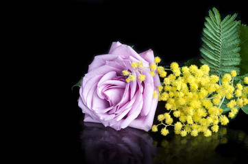 Purple rose and a sprig of Mimosa on a black background with reflection