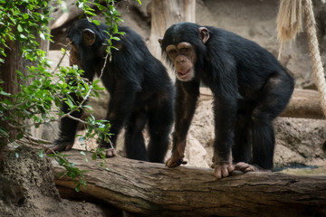 two monkeys in zoo - two chimpanzee monkeys outdoor