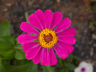 Pink Zinnia Blooming in The Garden.