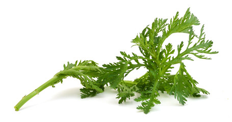 chrysanthemum greens, garland chrysanthemum, shungiku