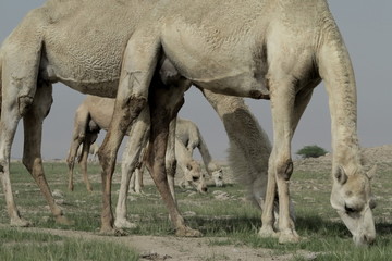 Camels eating grass