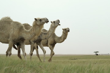 Singing Camels