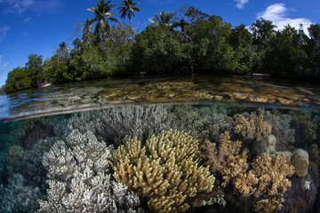 Healthy Corals and Mangrove in the Solomon Islands