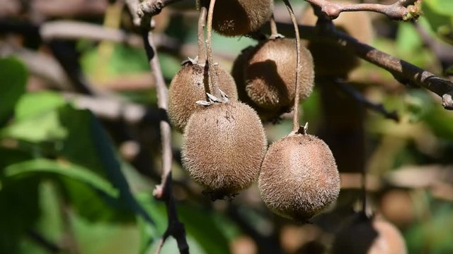 Actinidia deliciosa Aktinidija voće कीवी फल 獼猴桃 Kiwi fruit Kivi fruta K&iacute;v&iacute; video فاكهة hedelm&auml; Kiwifrucht Frutta Chinese gooseberry owoc كيوي
