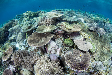 Hard Corals in Wakatobi National Park